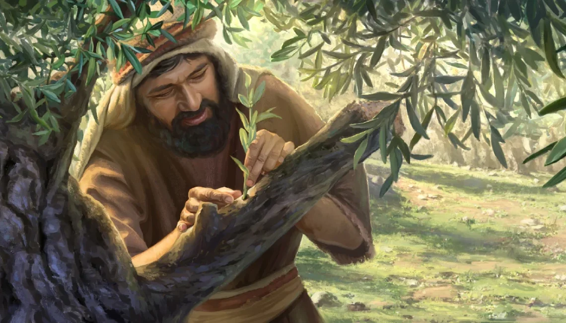 Grafted into Olive Tree