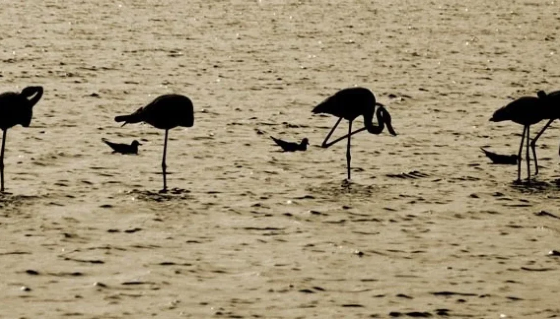 Roland flamingoes 2