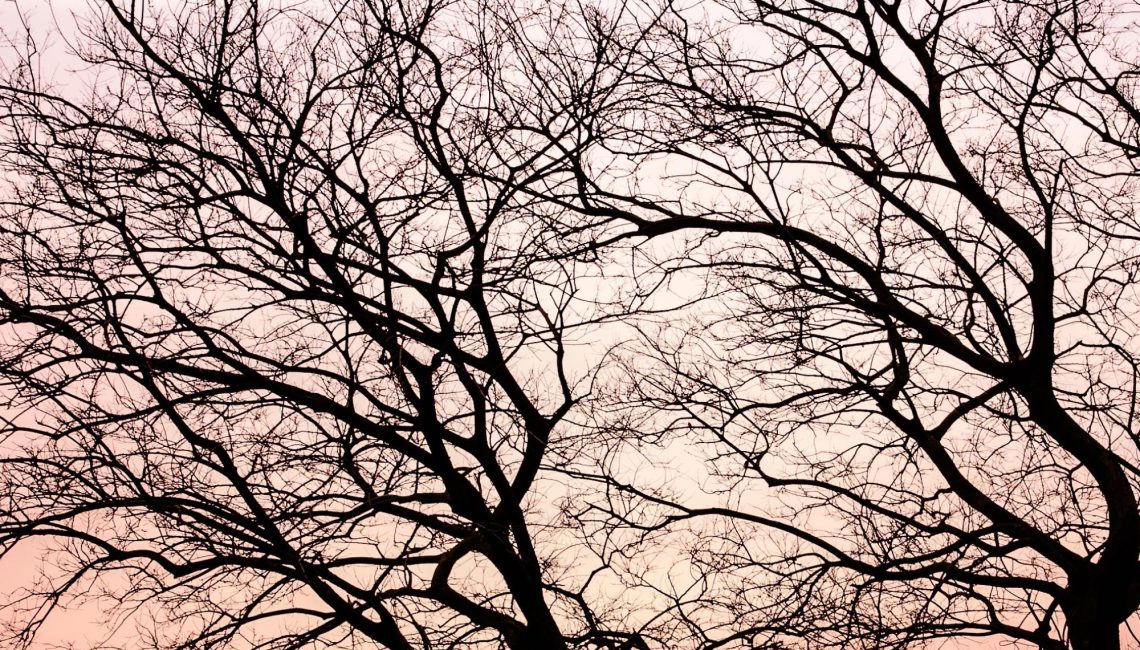 Tree-Branches